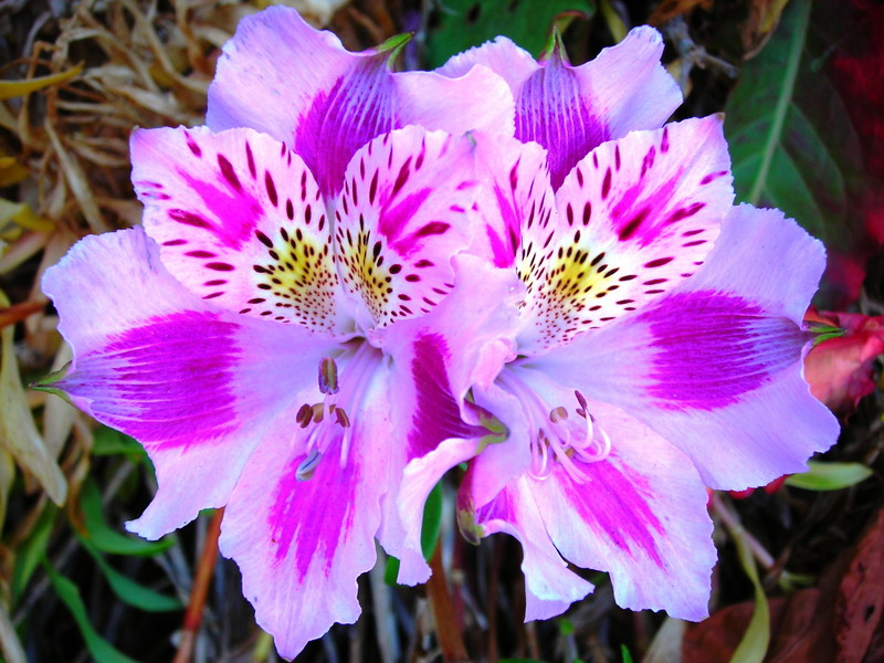 Peruvian Lily Information