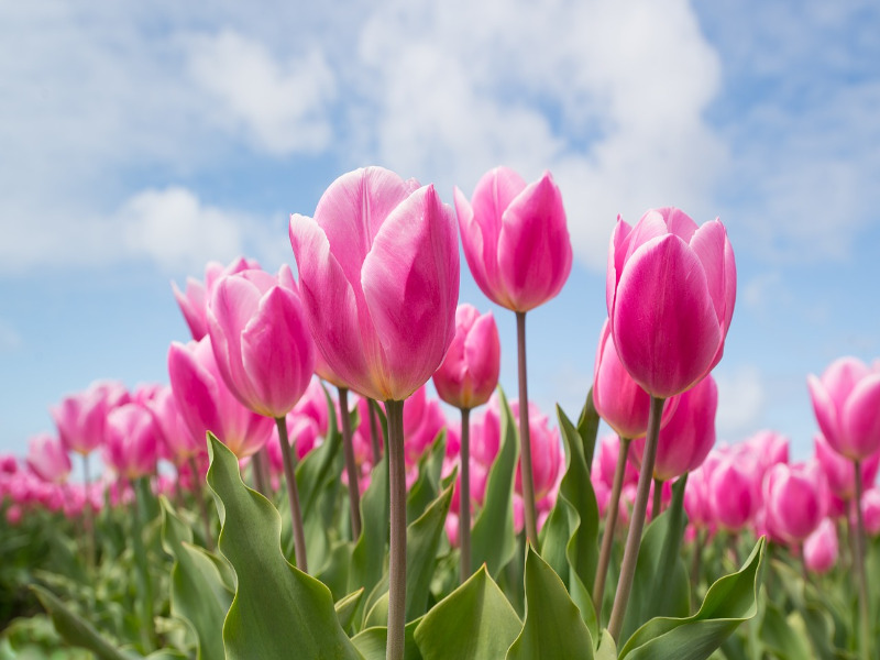 Garden Tulip Information