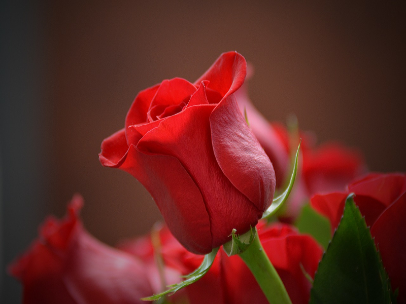 Meaning Of Red Rose