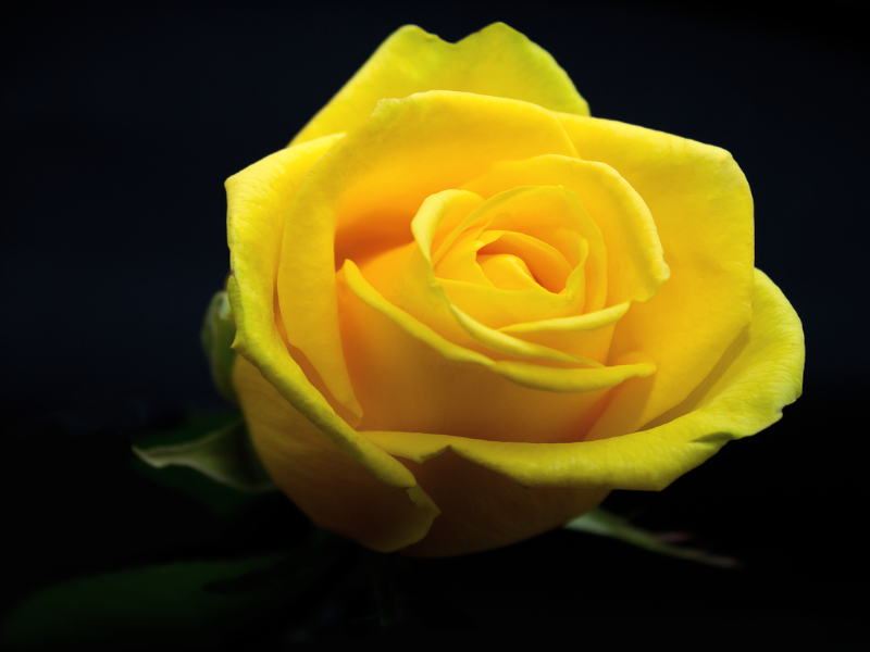 Meaning Of Yellow Rose