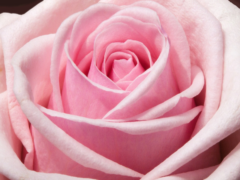 Meaning Of Pink Rose