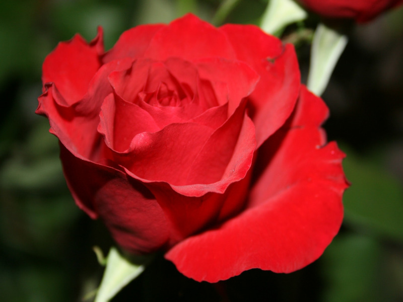 Red Rose Information