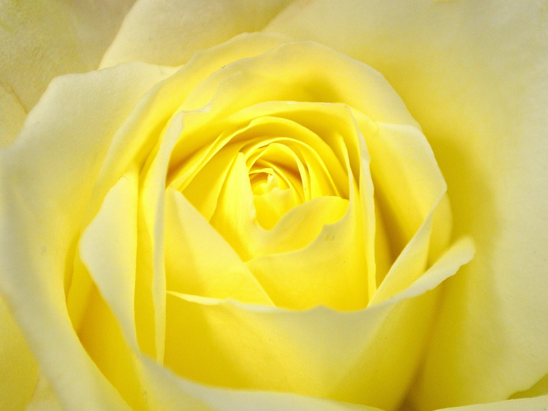 Yellow Rose Information