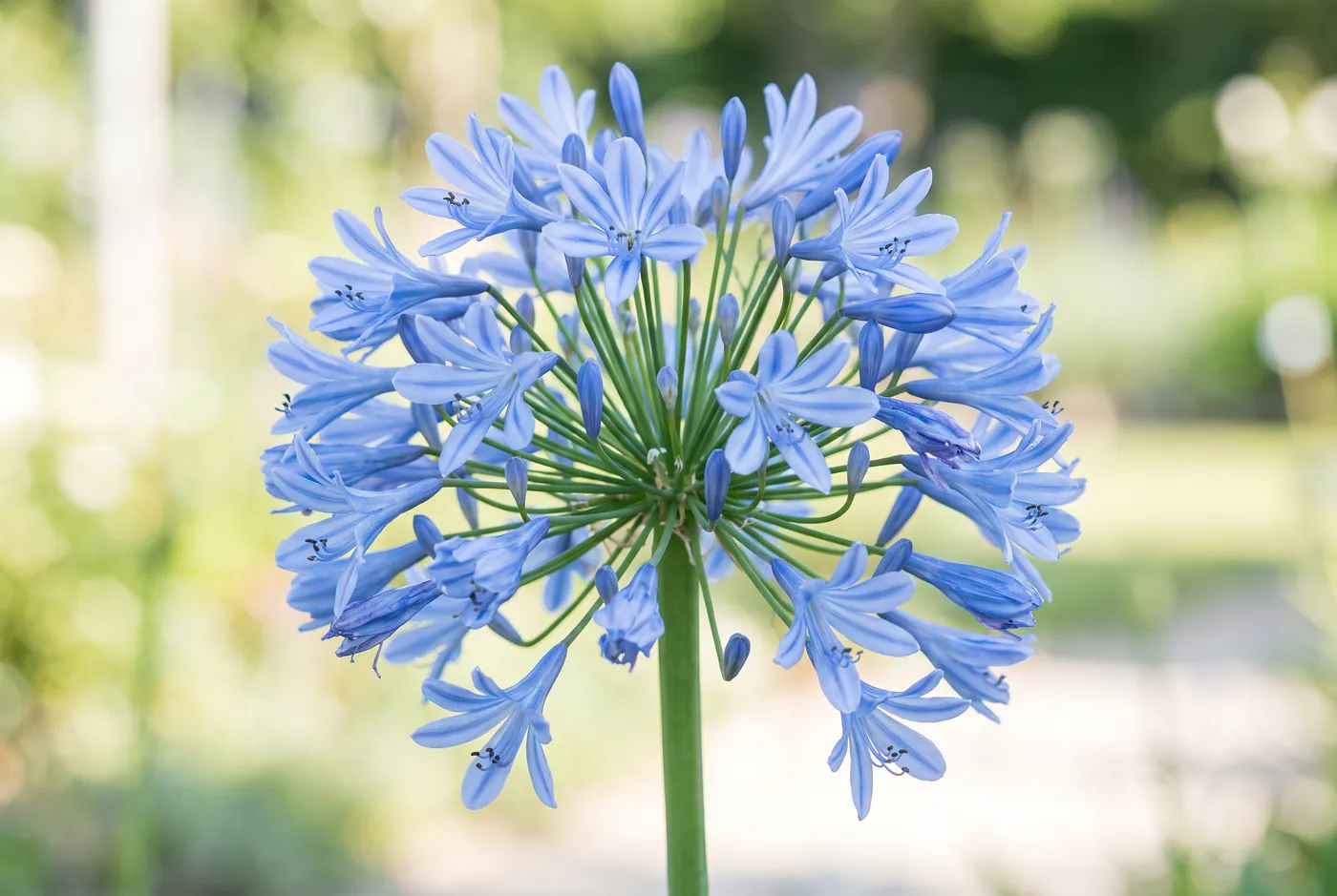 Rounded head of blue agapanthus flowers on a tall bare stem