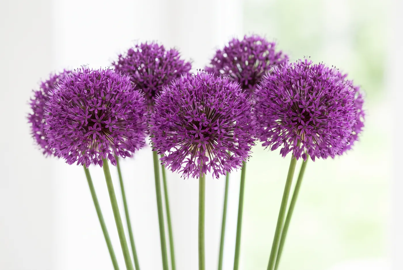 Perfect purple allium spheres on tall bare stems