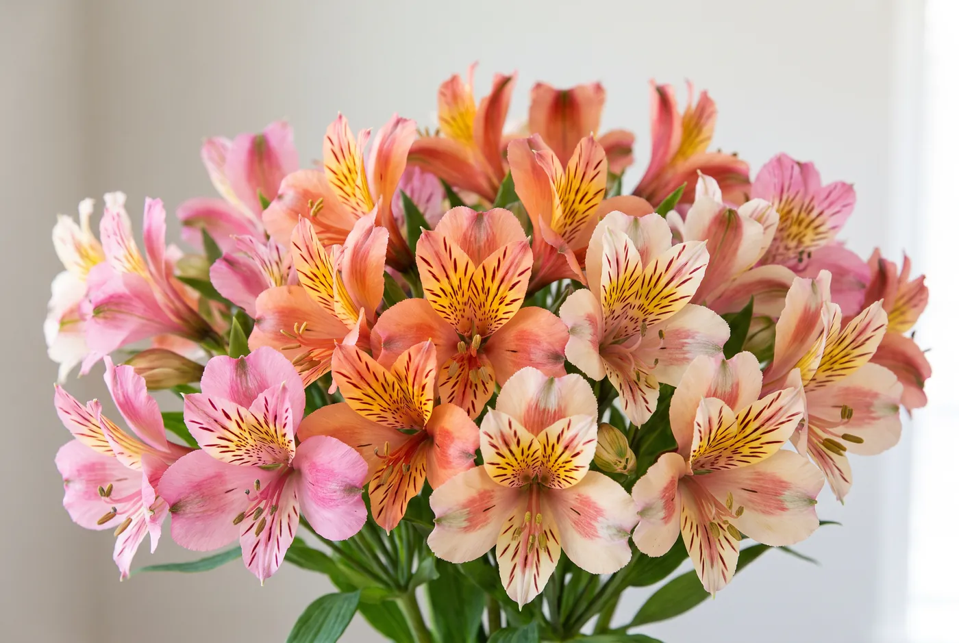 Alstroemeria