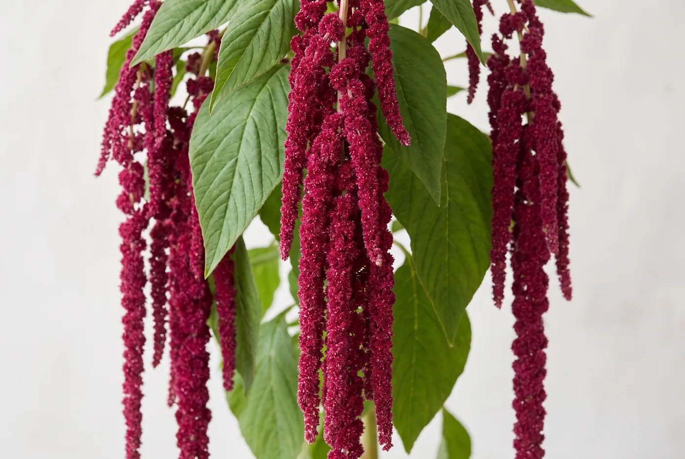 Trailing crimson amaranthus ropes with green foliage