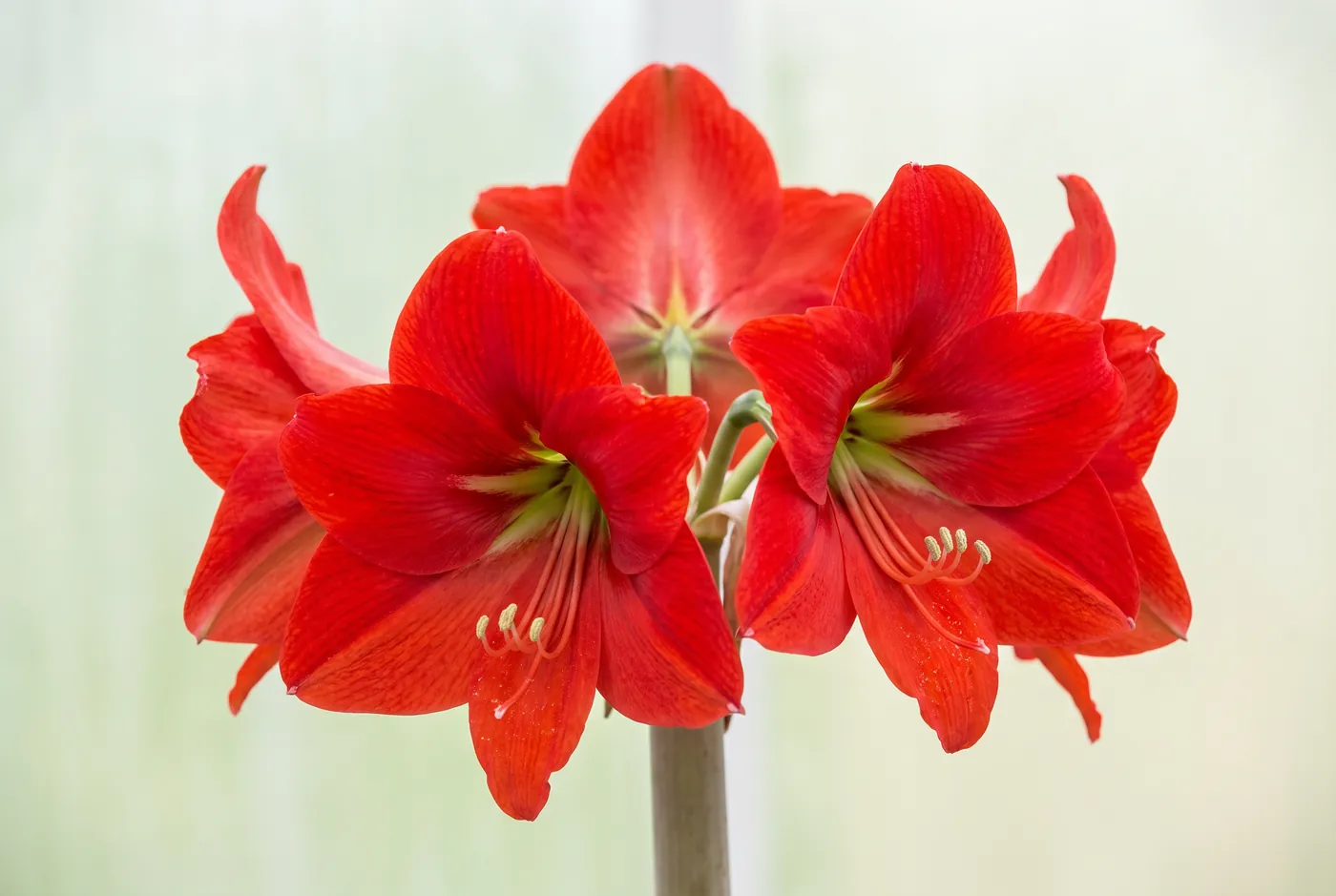 Large red amaryllis trumpets on a thick hollow stem