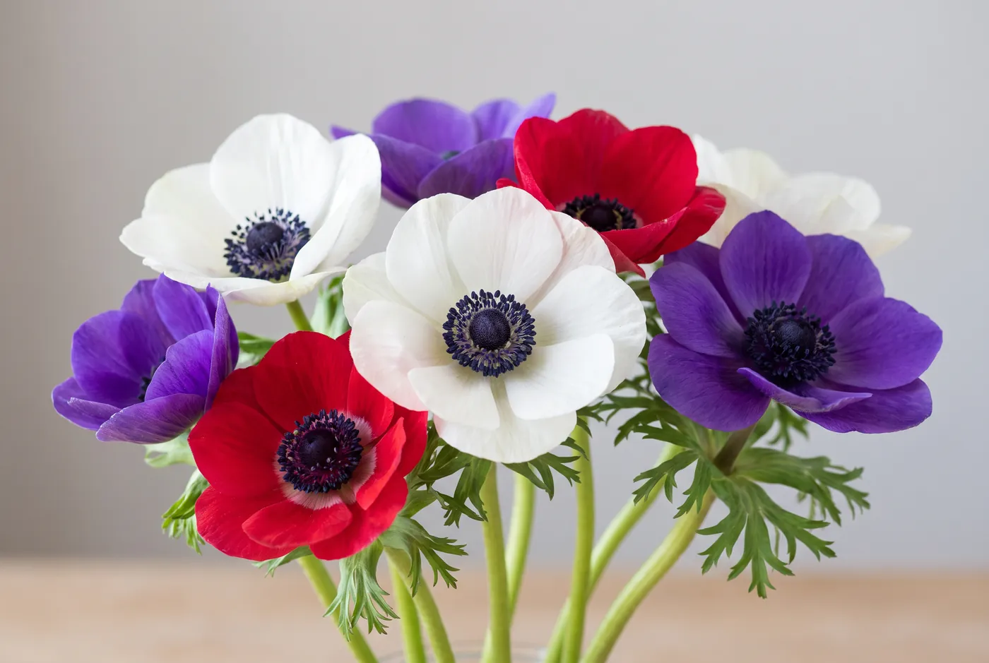 Anemones