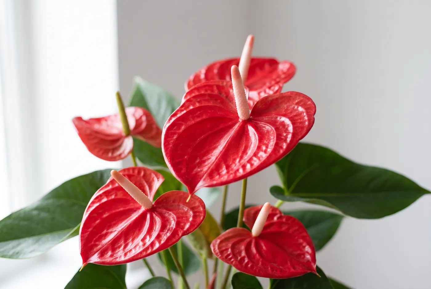 Glossy red anthurium spathes with pale spadix