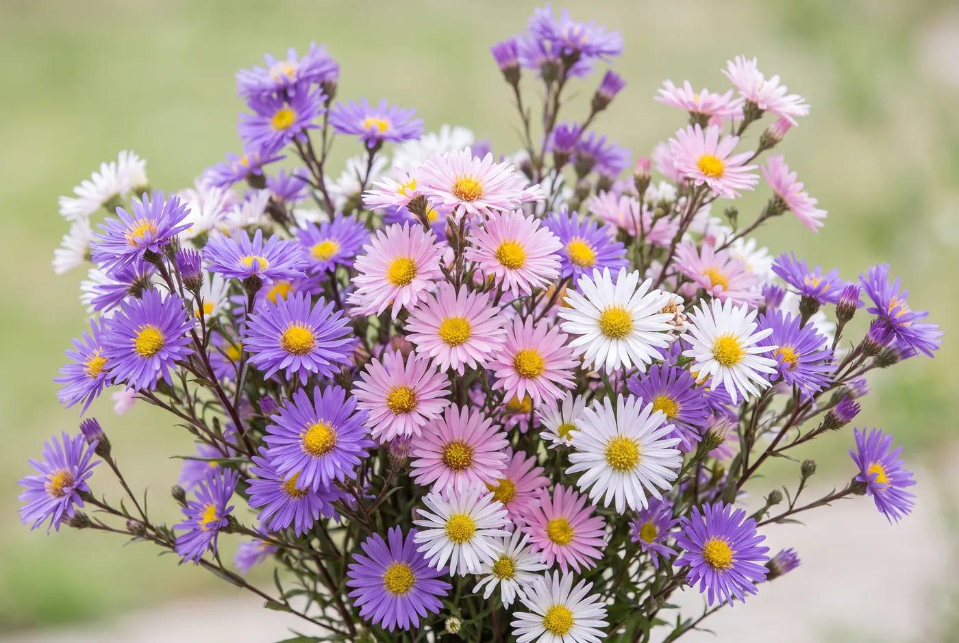 Purple and pink asters with yellow centres