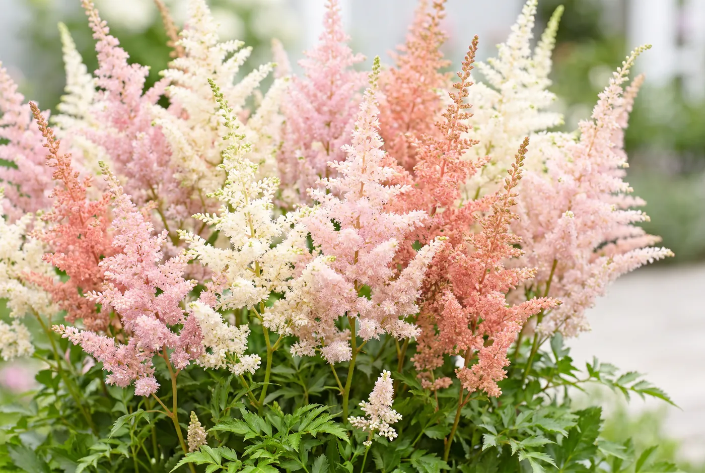 Soft pink and white astilbe plumes
