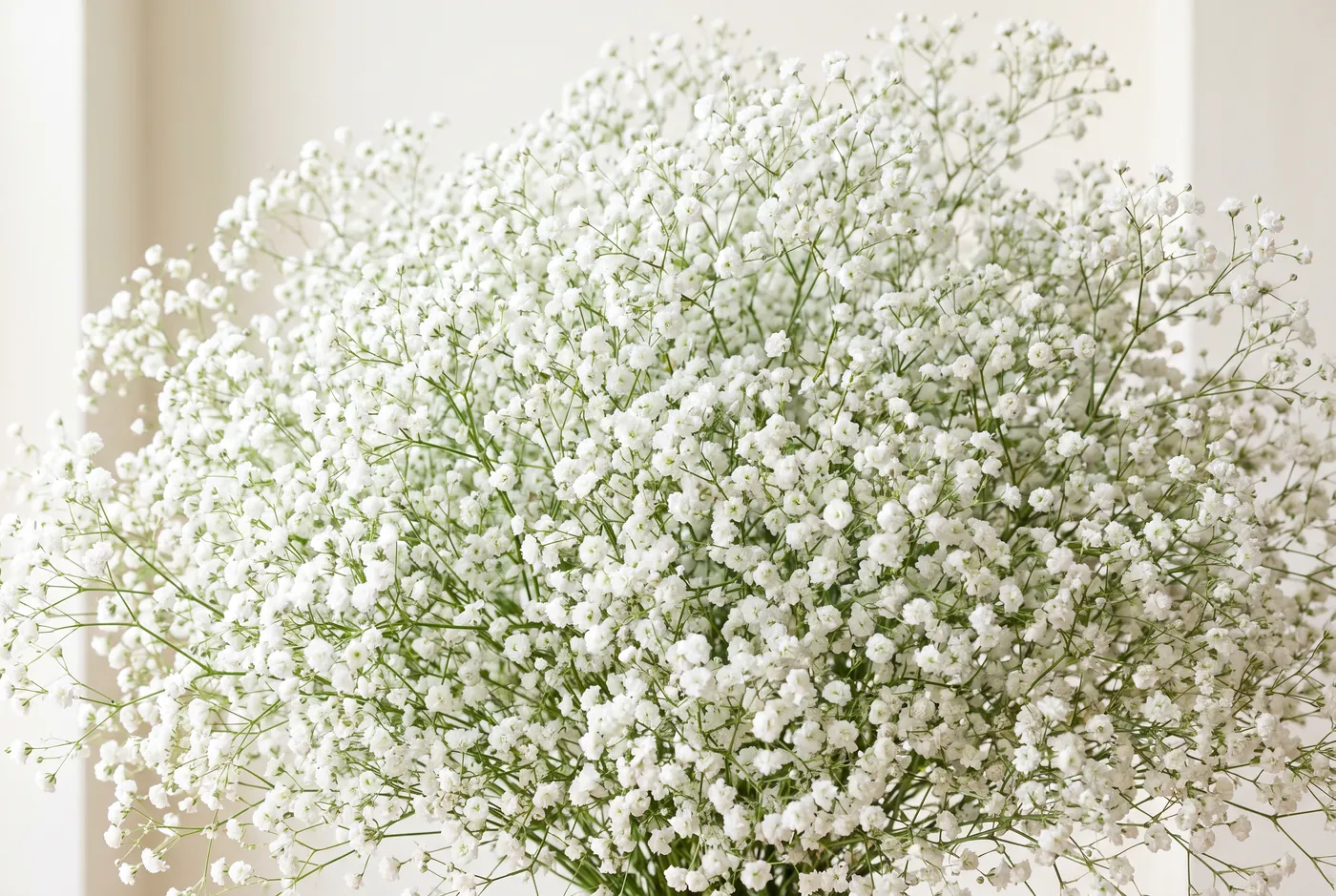 A dense cloud of white baby's breath