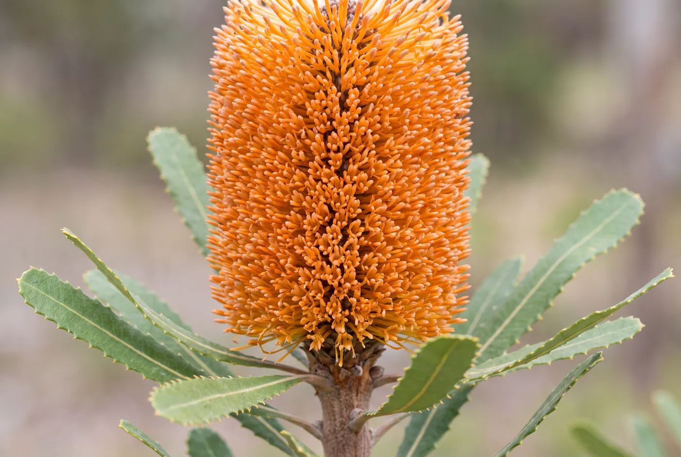 Cylindrical orange banksia flower spike with serrated leaves