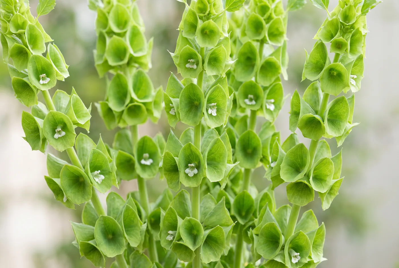 Tall spires of green bell-shaped calyces on upright stems