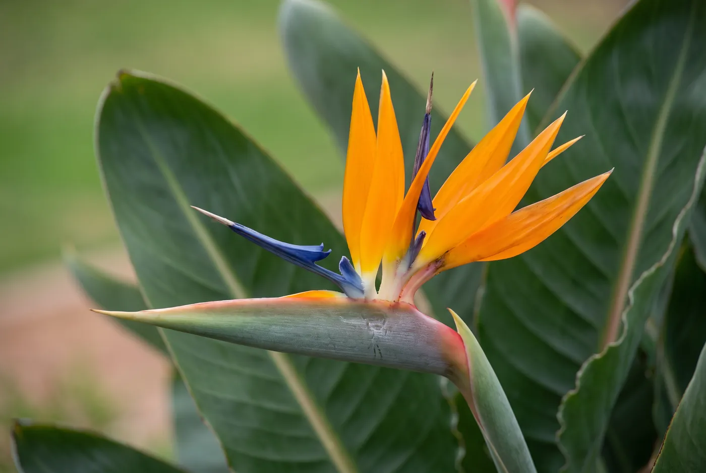 Orange and blue bird of paradise flower against green leaves
