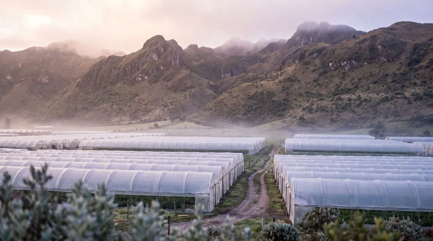 Greenhouses on a high plateau in the Colombian Andes at dawn