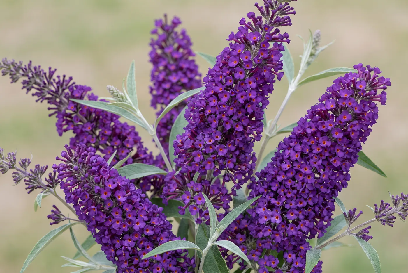 Long purple buddleia flower cones with orange centres