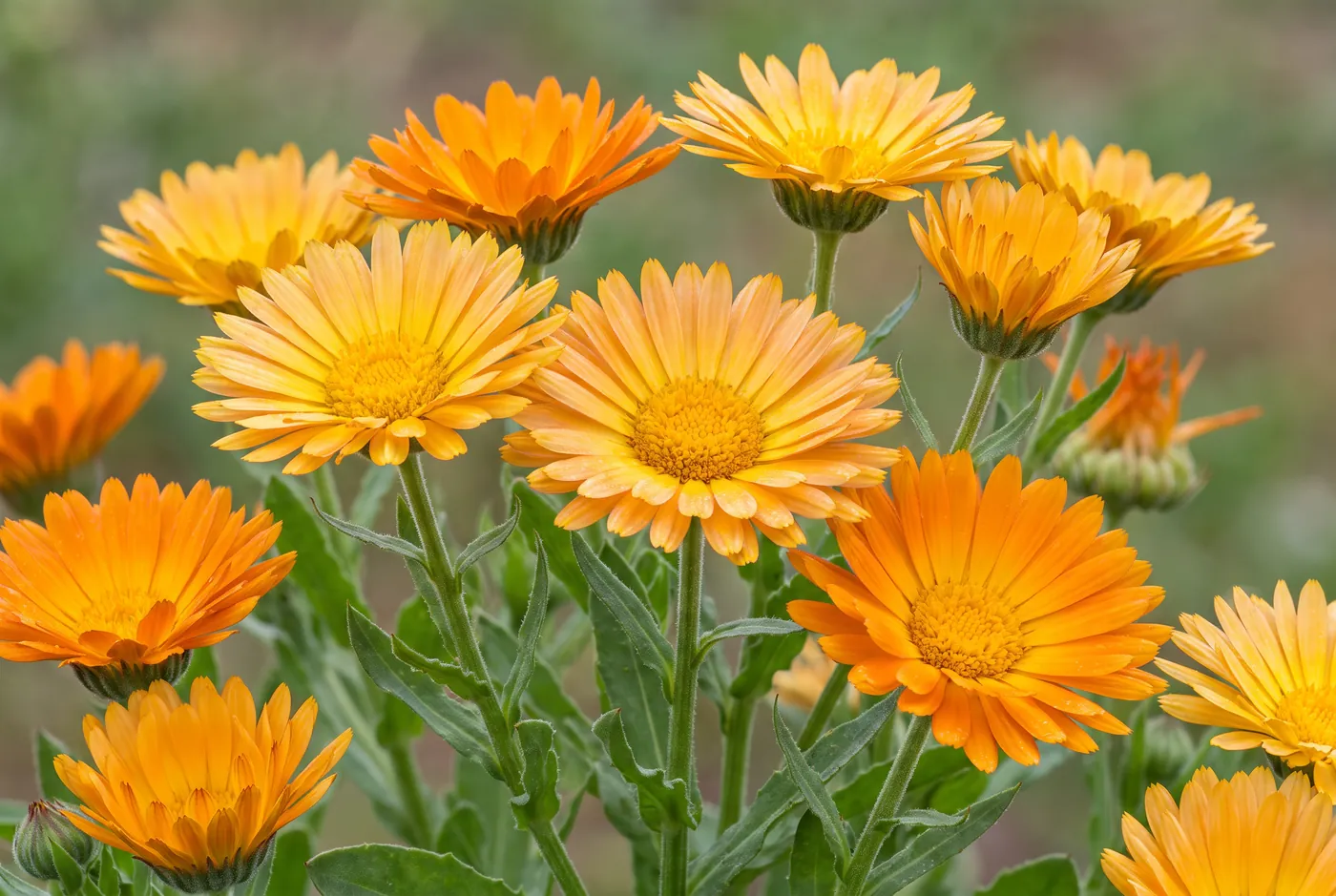 Bright orange and yellow calendula daisy flowers