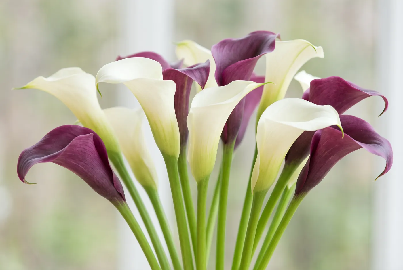 Calla Lilies