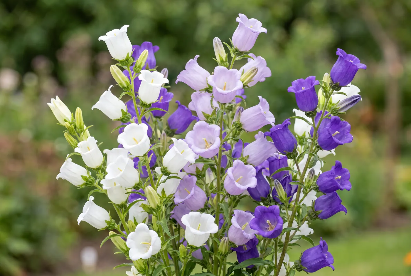 Tall spikes of lilac and white campanula bells