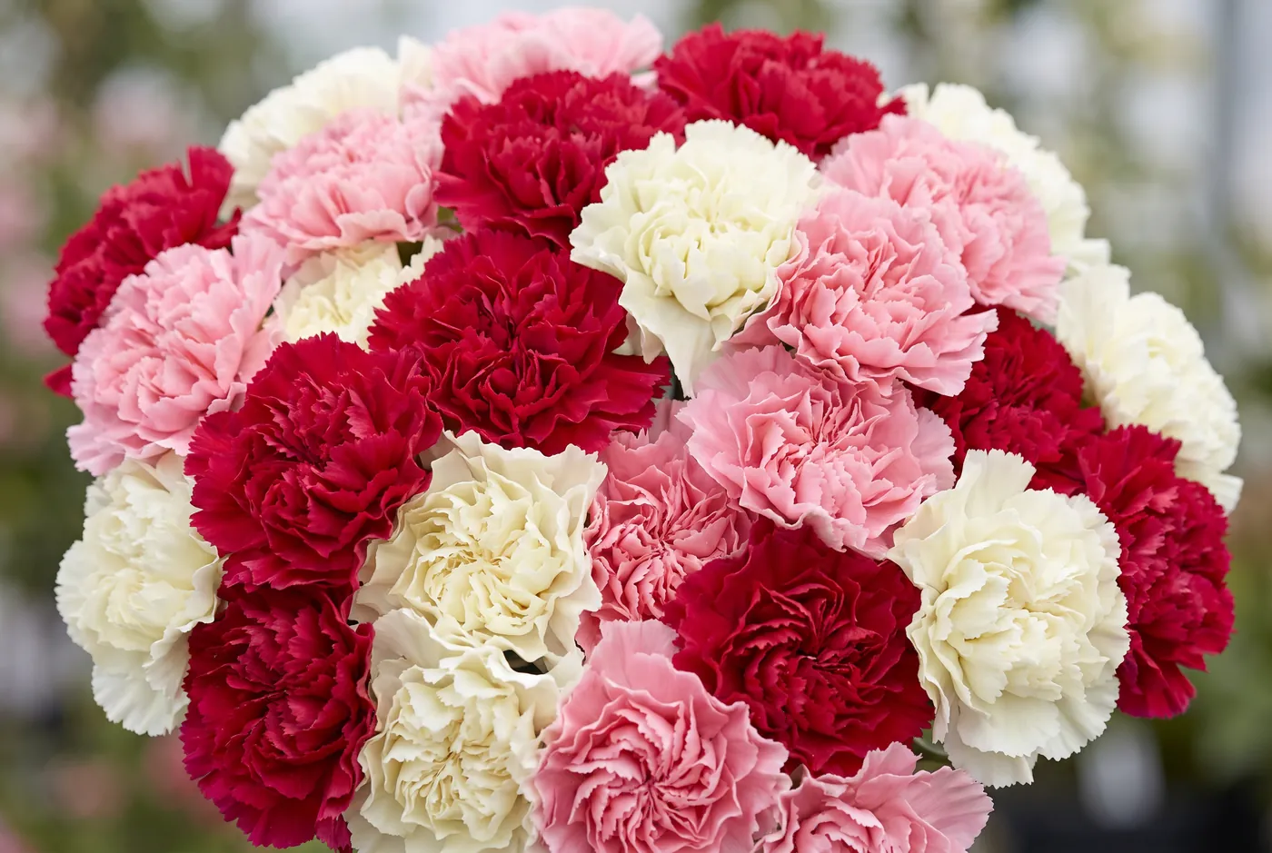 Carnations