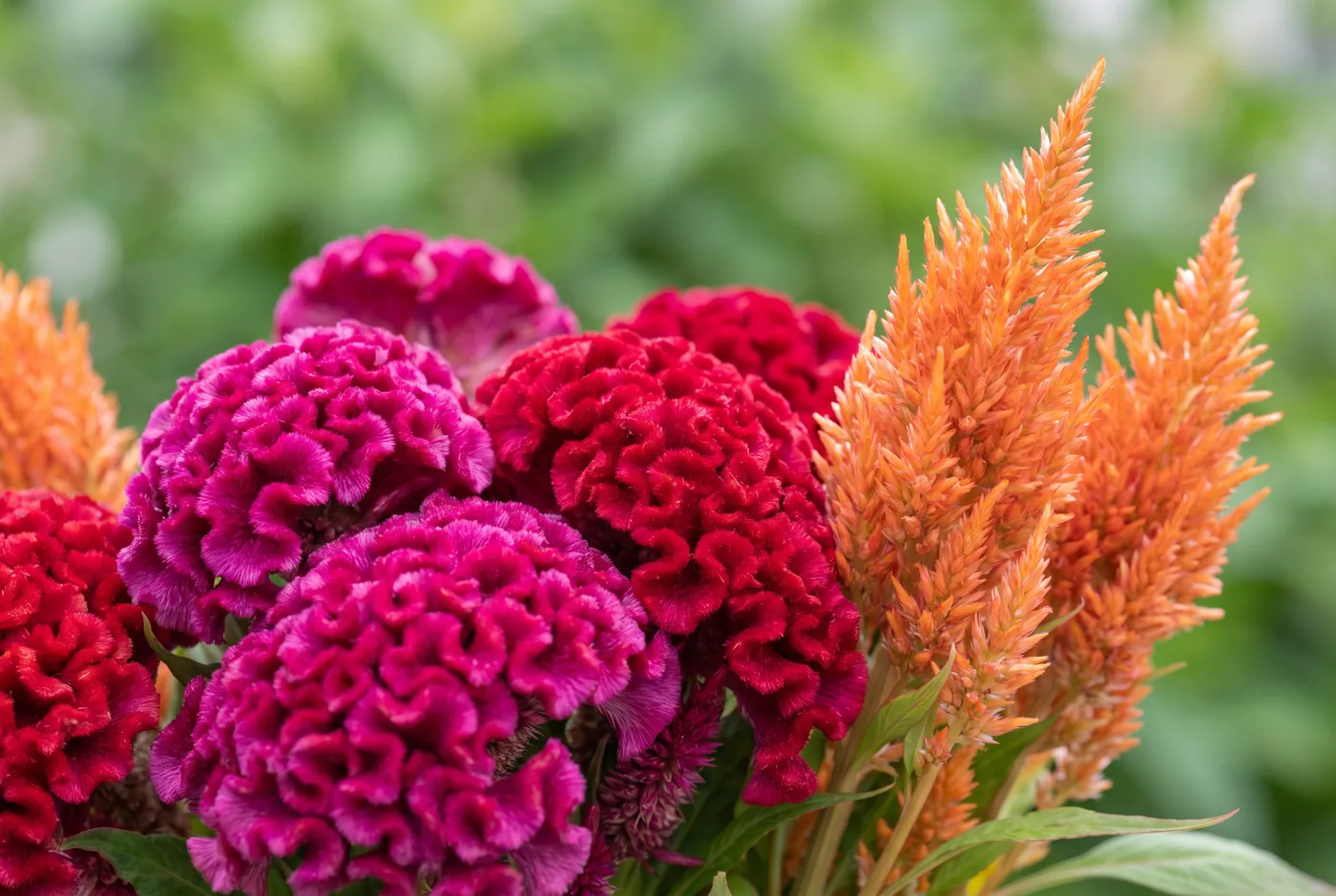 Velvety magenta cockscomb celosia beside feathery orange plumes