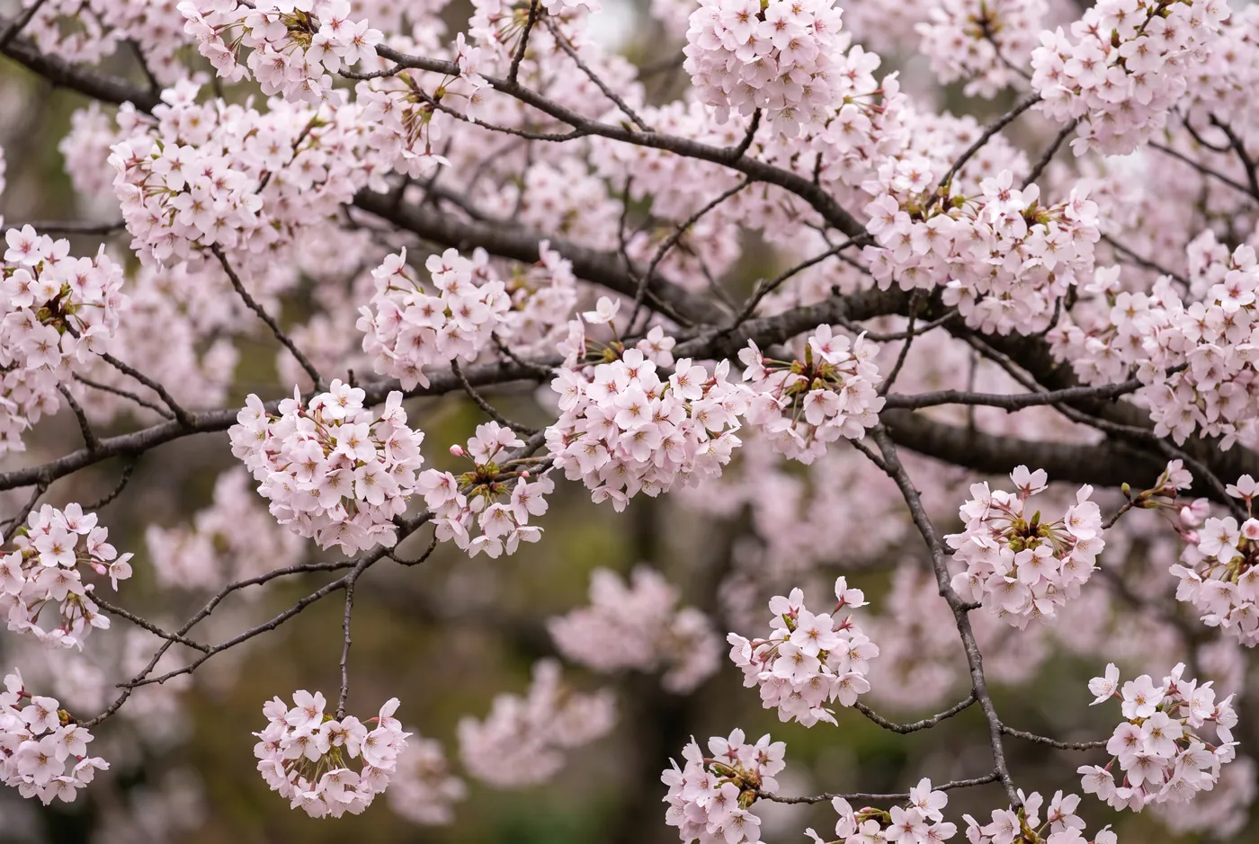 Pale pink cherry blossom on bare branches