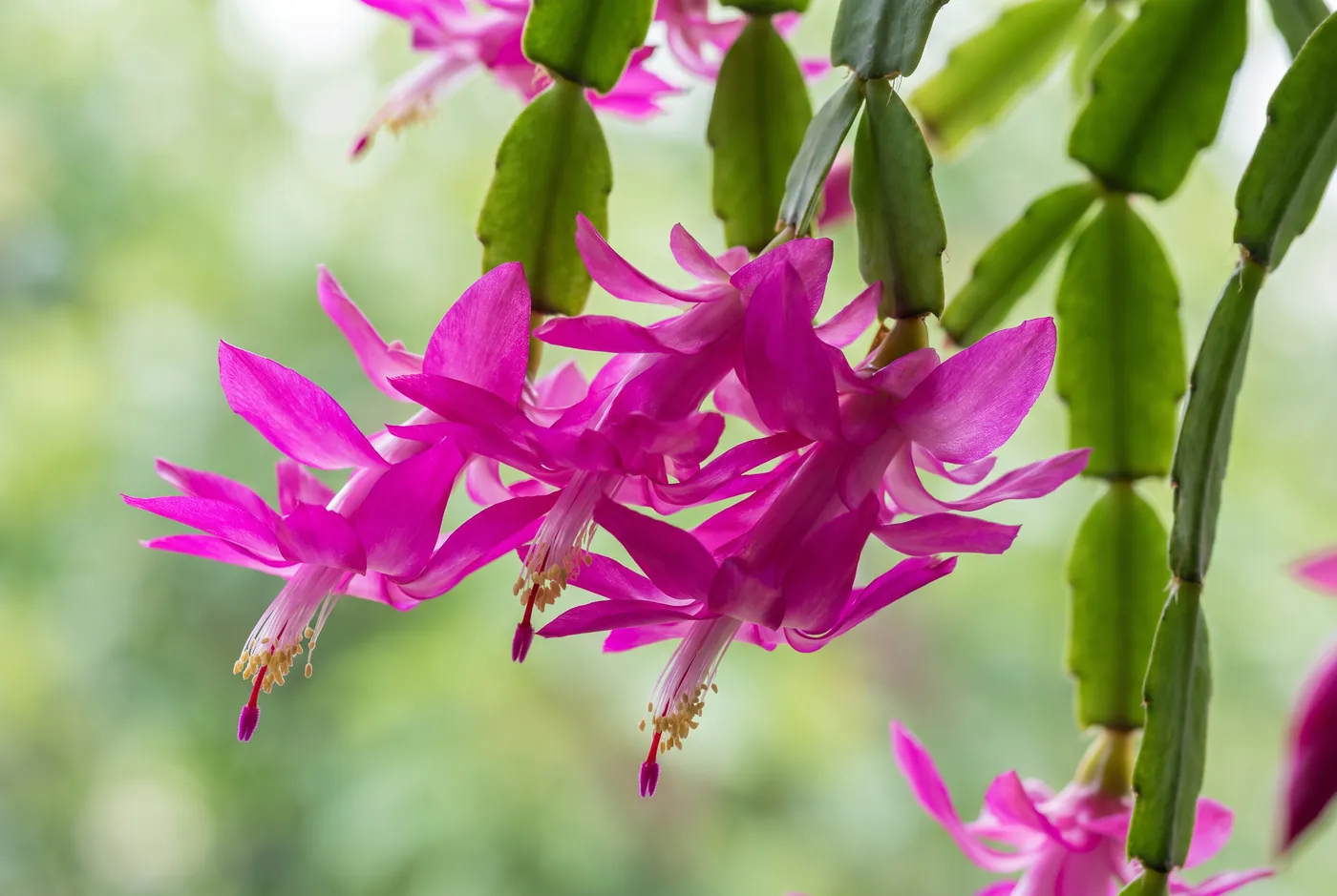 Magenta Christmas cactus flowers on flat segmented stems
