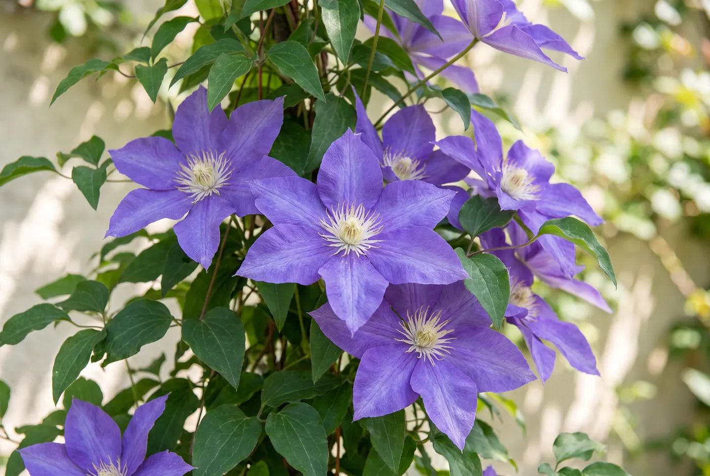 Large violet clematis flowers with pale centres on a vine