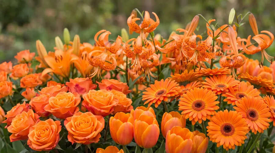 Orange Flowers massed together, including Orange Roses