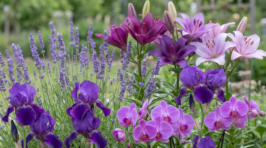 Purple Flowers massed together, including Purple Orchids