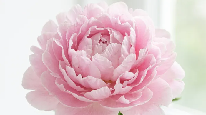 Beauty: Visually stunning and photogenic