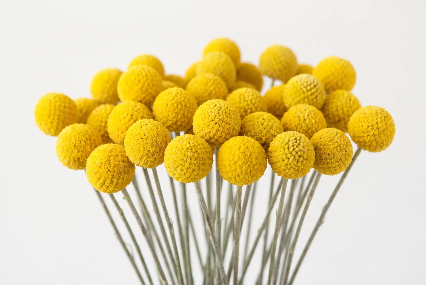 Bright yellow spherical craspedia heads on bare stems