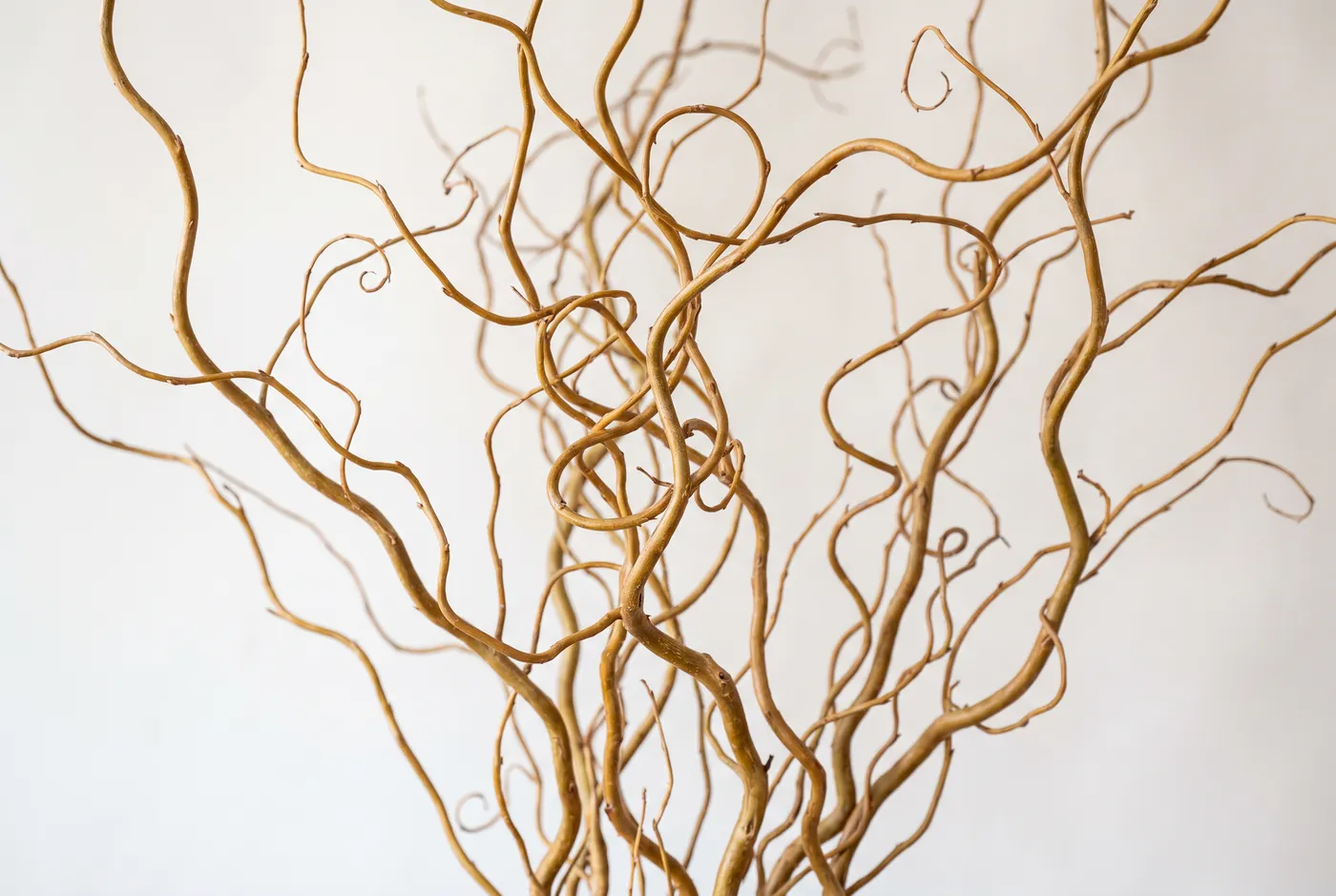 Twisted corkscrew curly willow branches