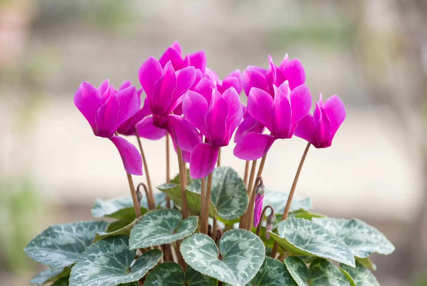 Magenta cyclamen flowers with swept-back petals above marbled leaves