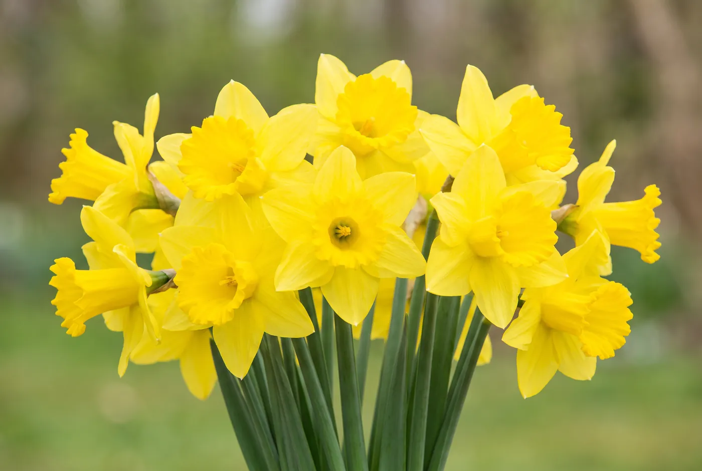 Daffodils