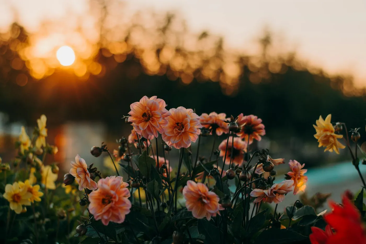 Dahlias