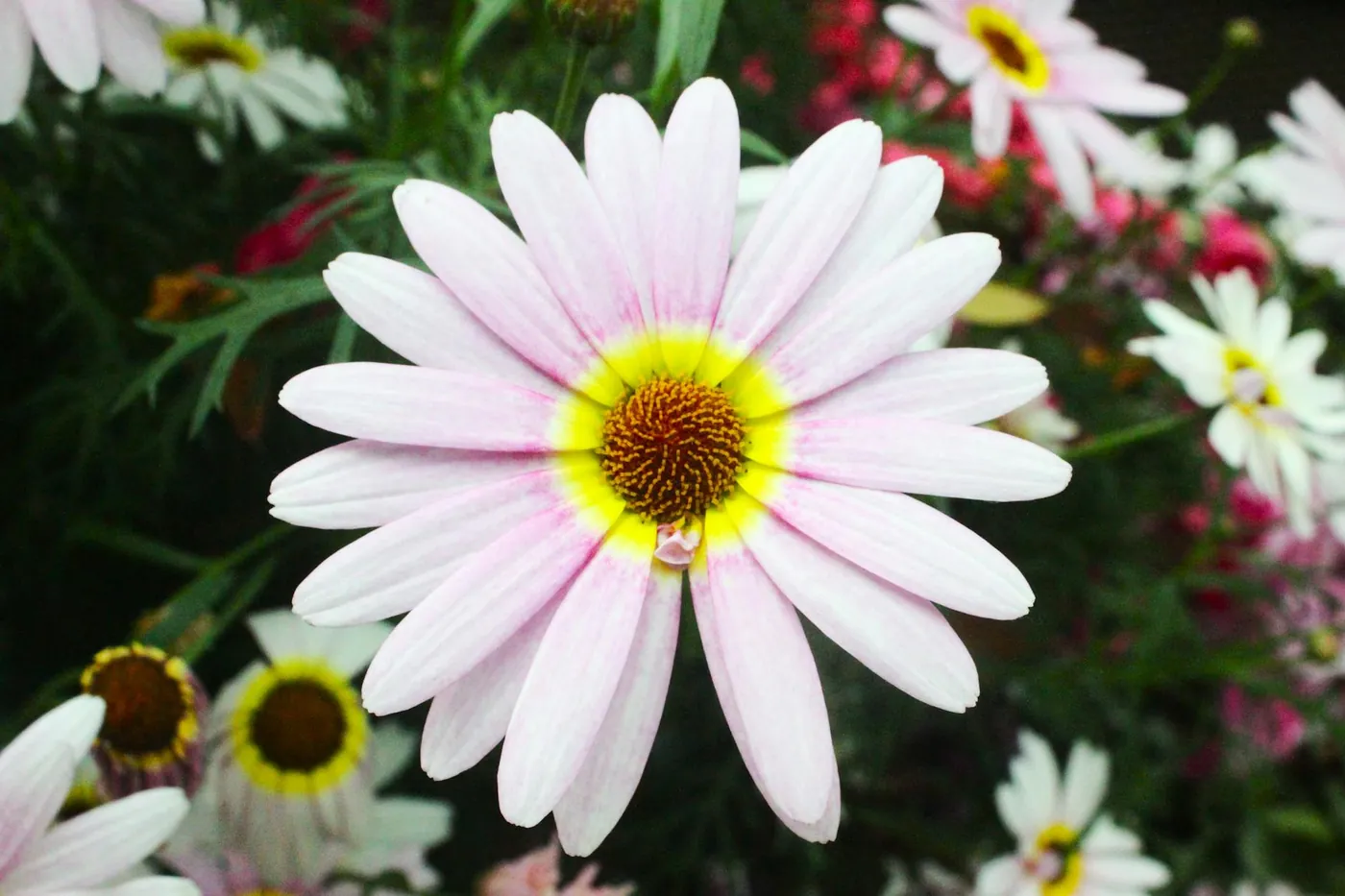 Daisies