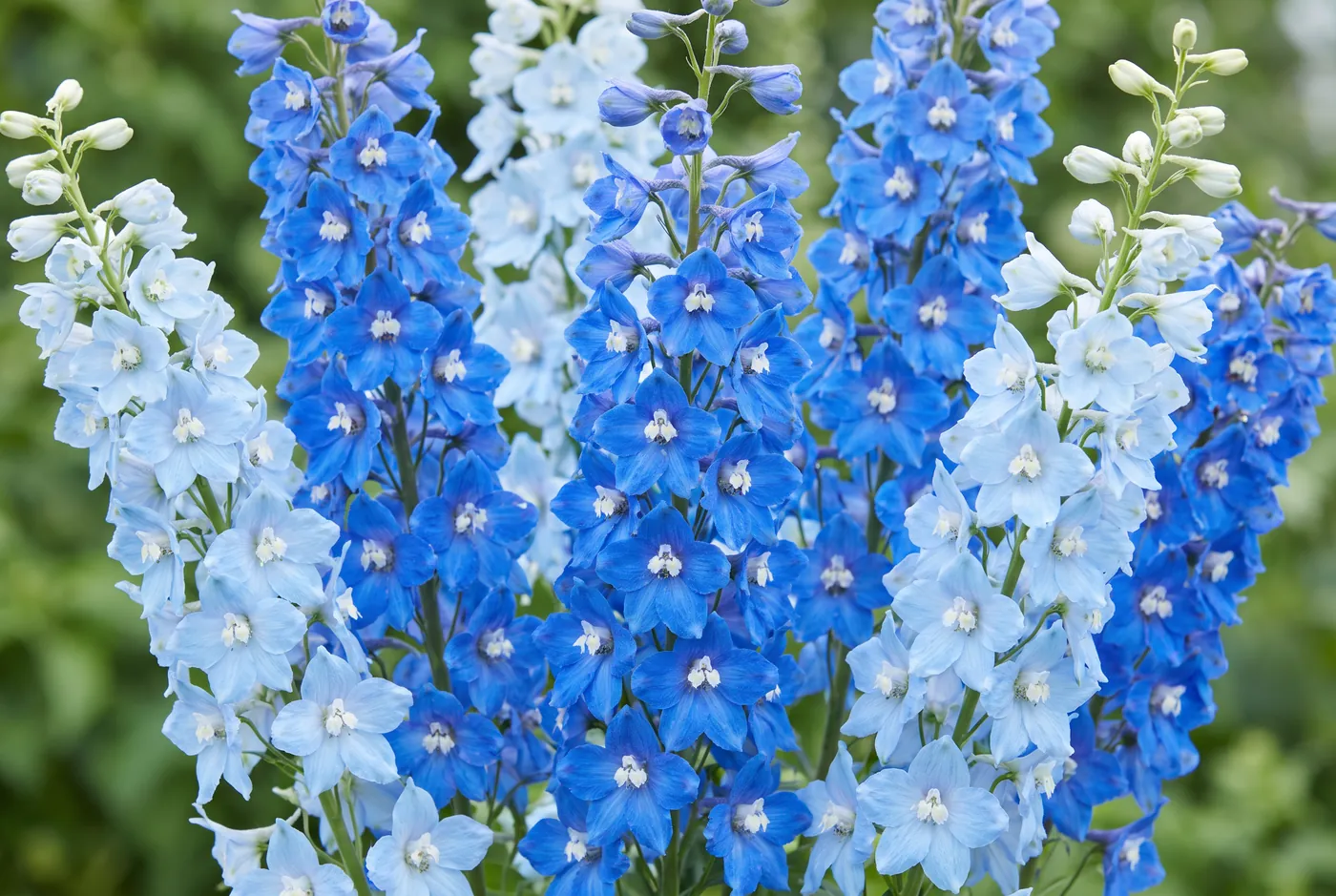 Tall blue delphinium spikes against a pale background