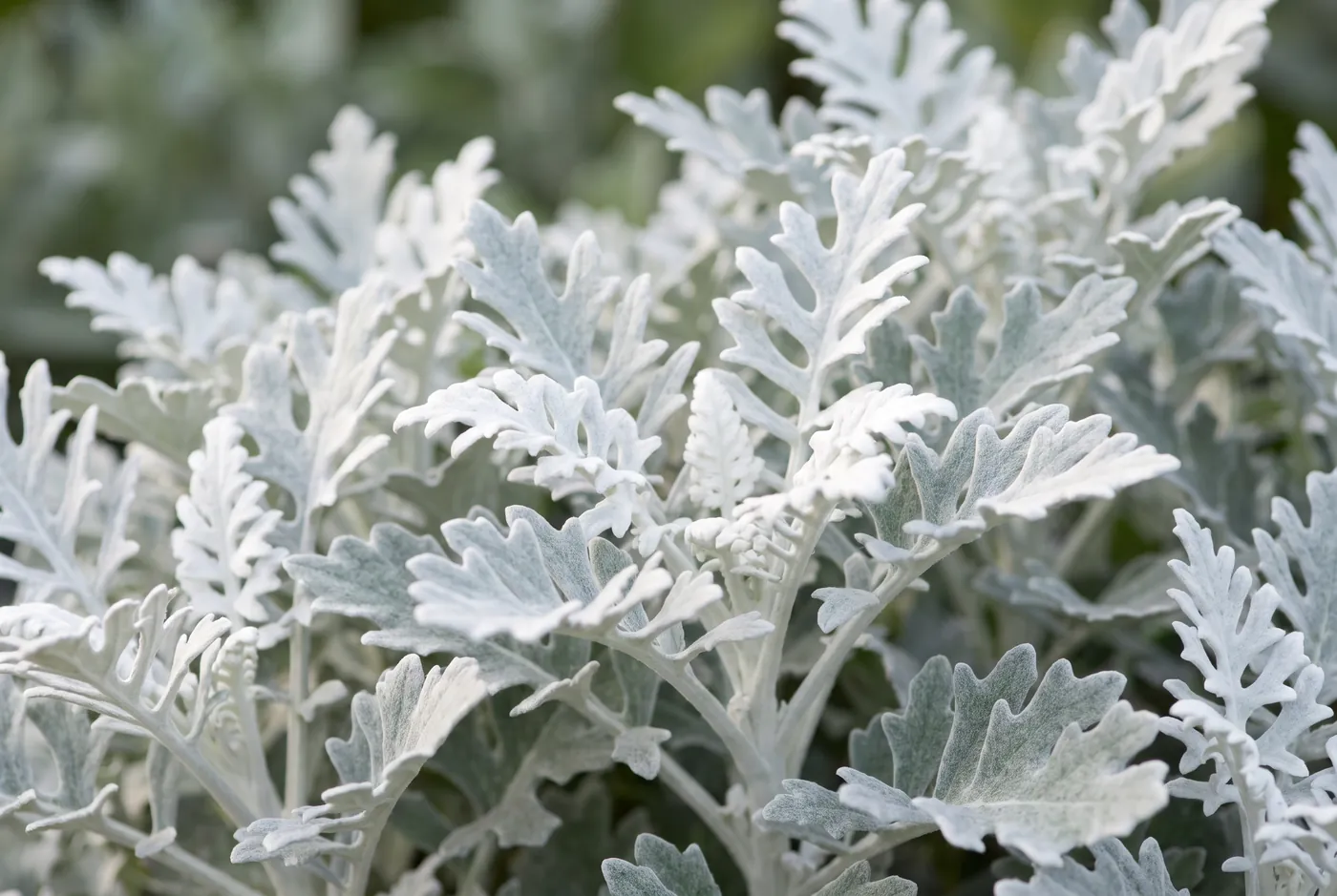 Deeply cut silver-white felted dusty miller leaves