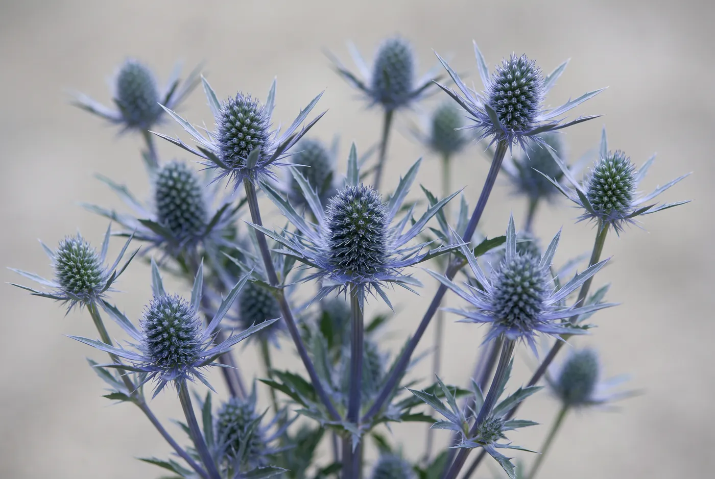 Steel blue eryngium sea holly with spiky collars