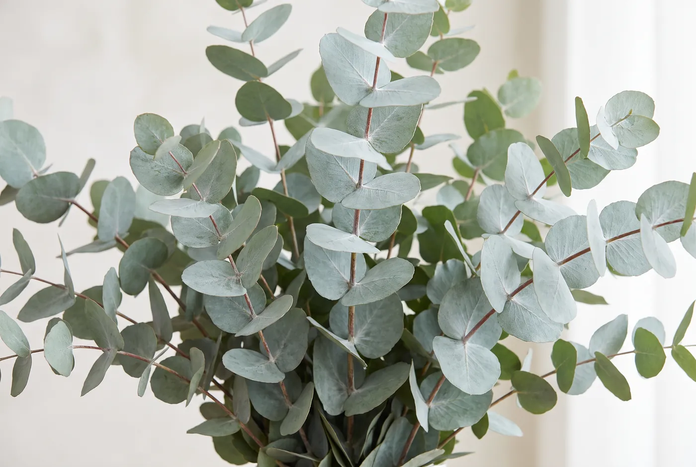 Silver dollar eucalyptus stems in a glass vase