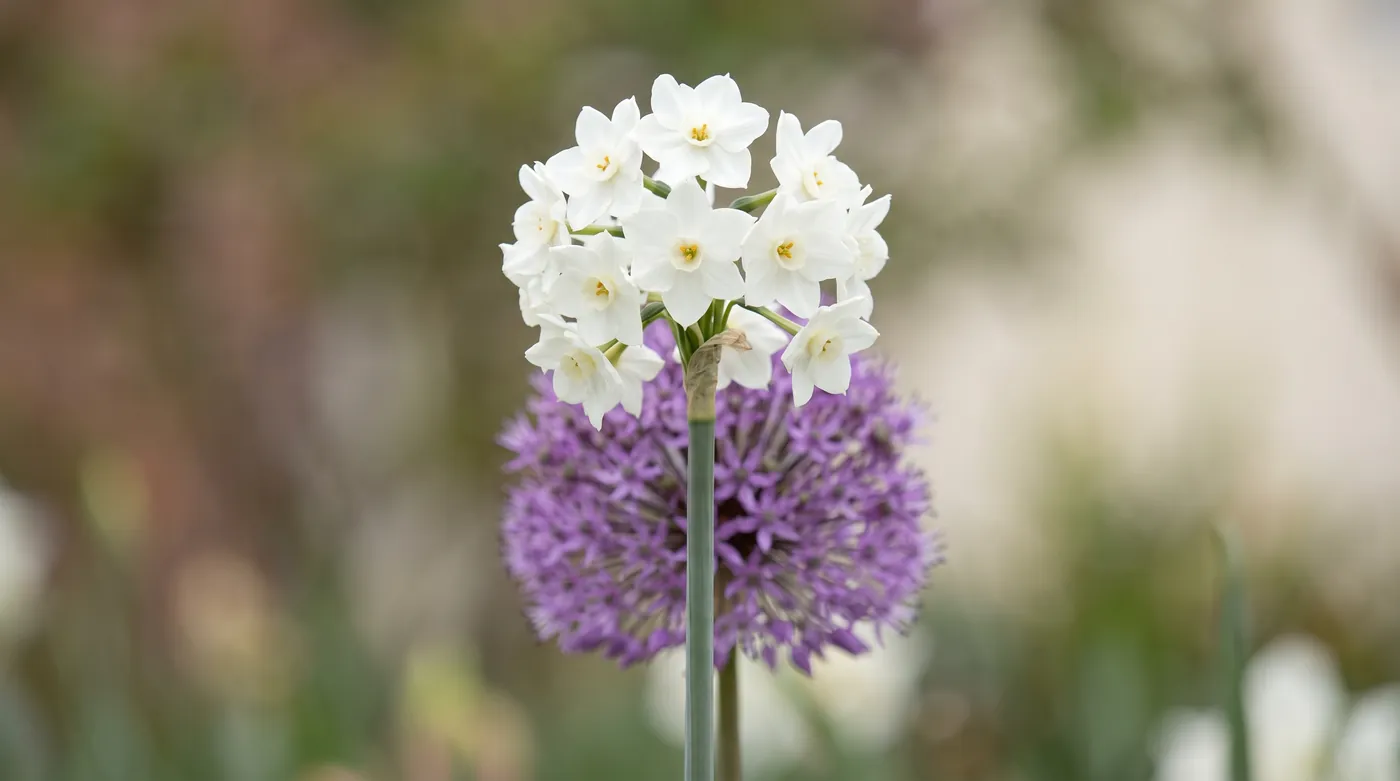 An umbel of flowers on a leafless stalk, narcissus and allium