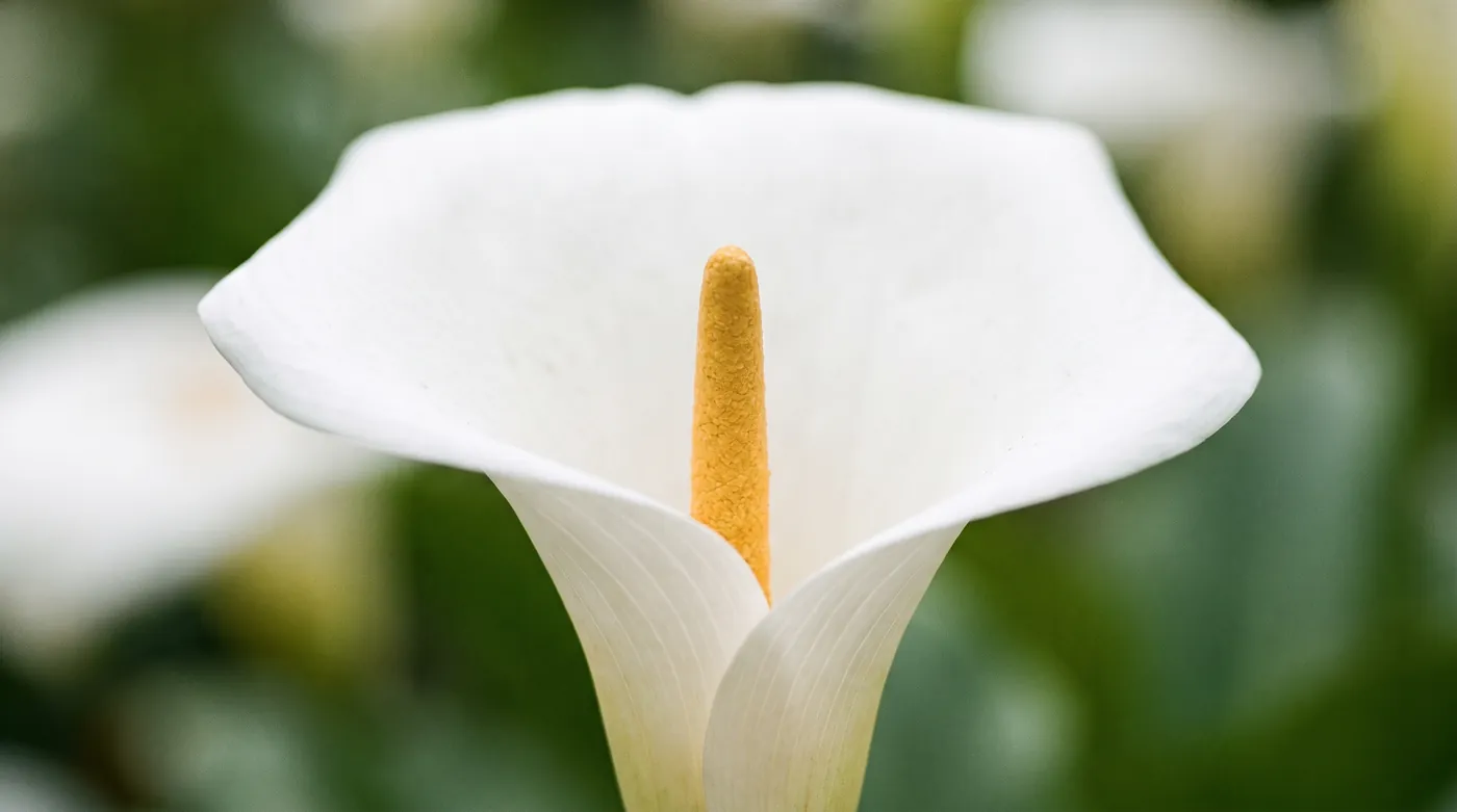 A calla lily showing its spathe wrapped around the spadix