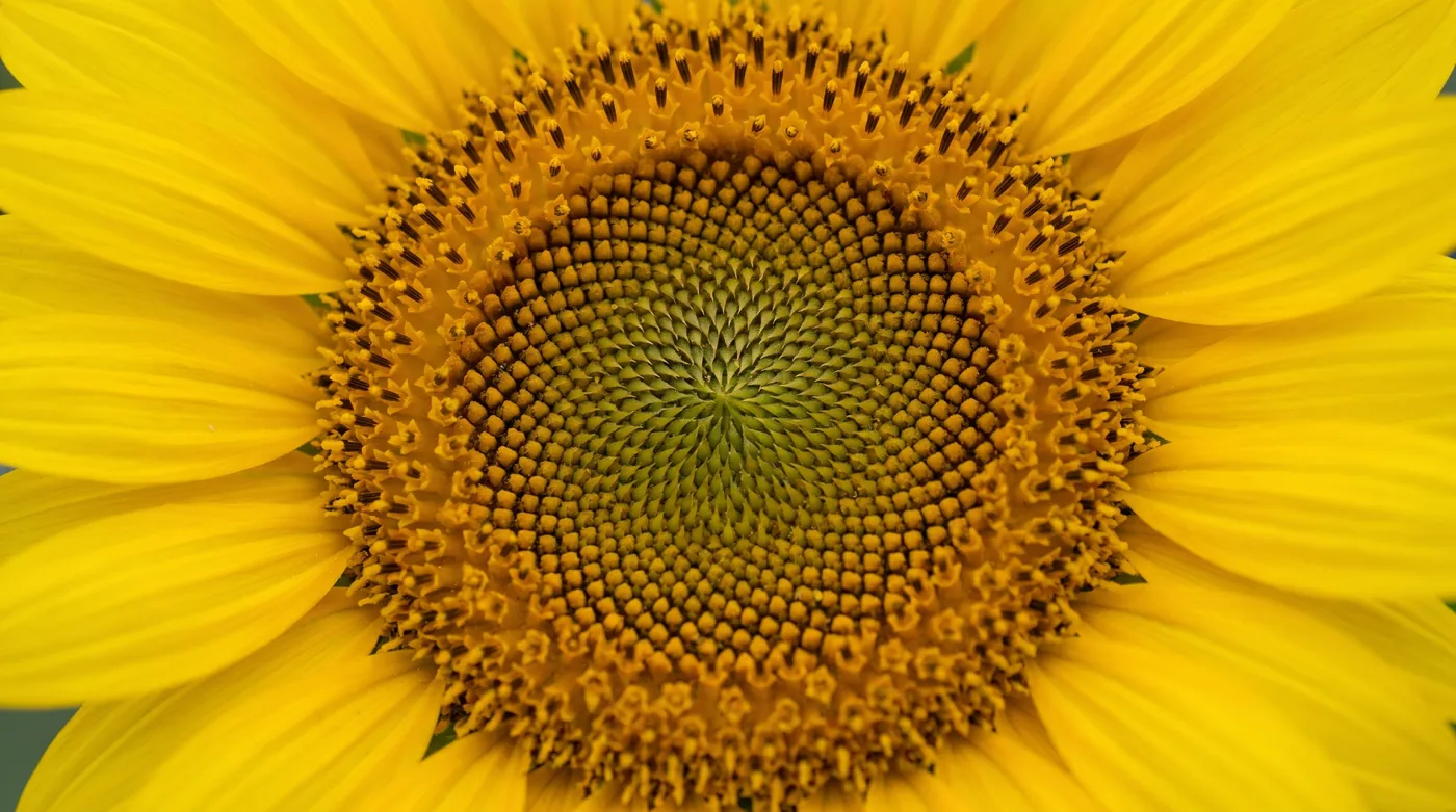 A sunflower head showing ray florets around spiraled disc florets