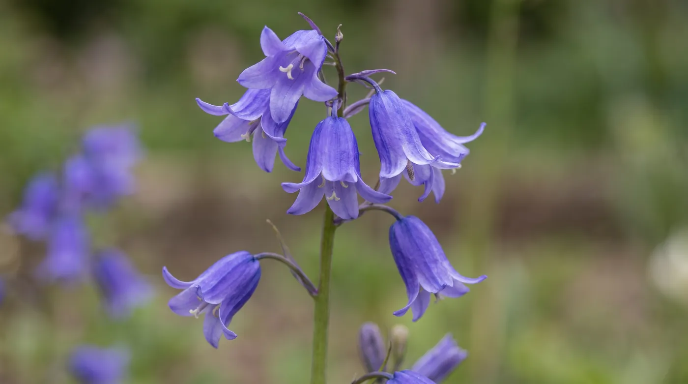 Violet blue bellflowers nodding along a stem