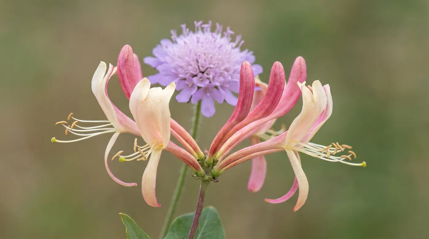 Honeysuckle tubes with projecting stamens, and a scabious