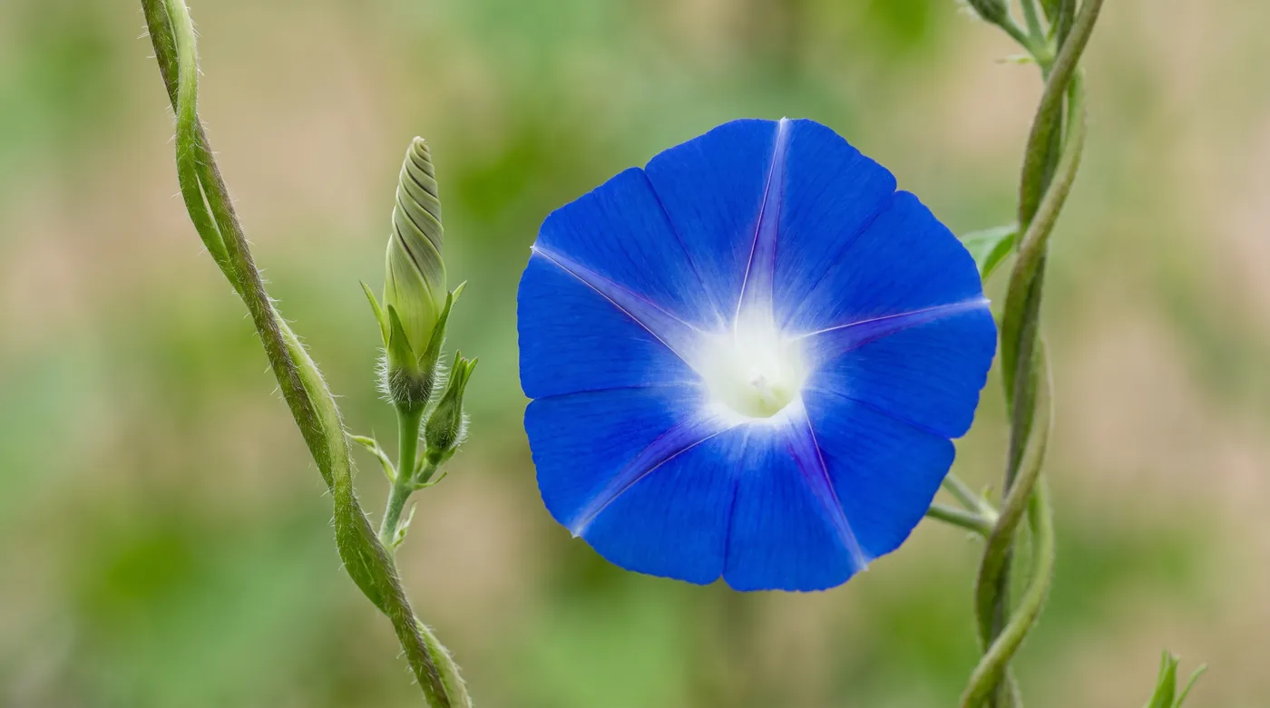 An open morning glory funnel beside a spirally furled bud