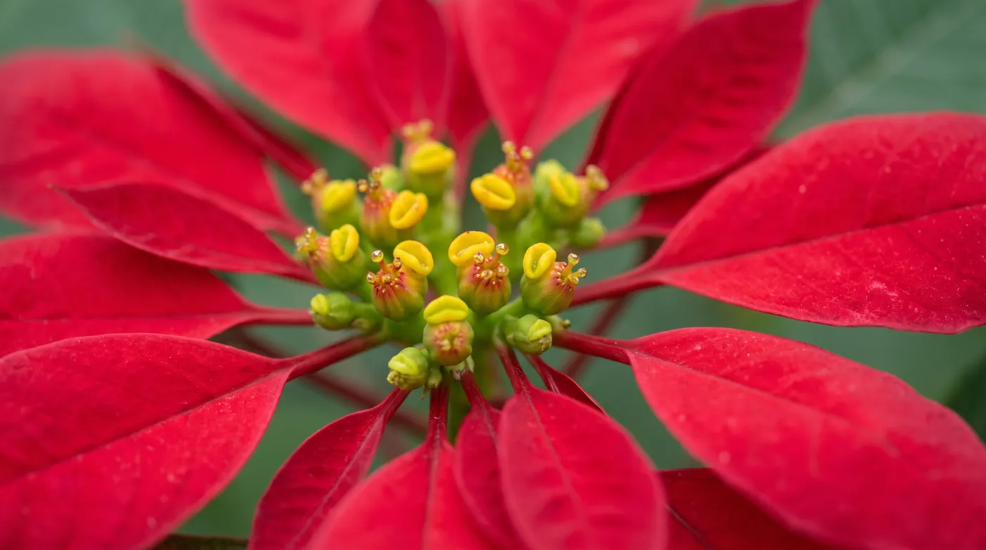 The center of a poinsettia showing the small yellow cyathia